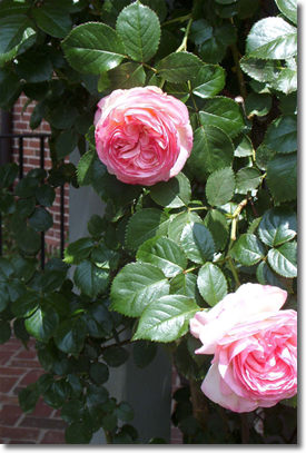 rose garden gallery